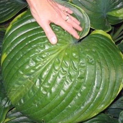 Hosta 'Lady Isobel Barnett' Hosta 'Lady Isobel Barnett'